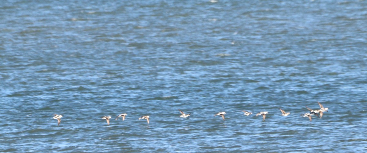 Pato Havelda - ML646806751