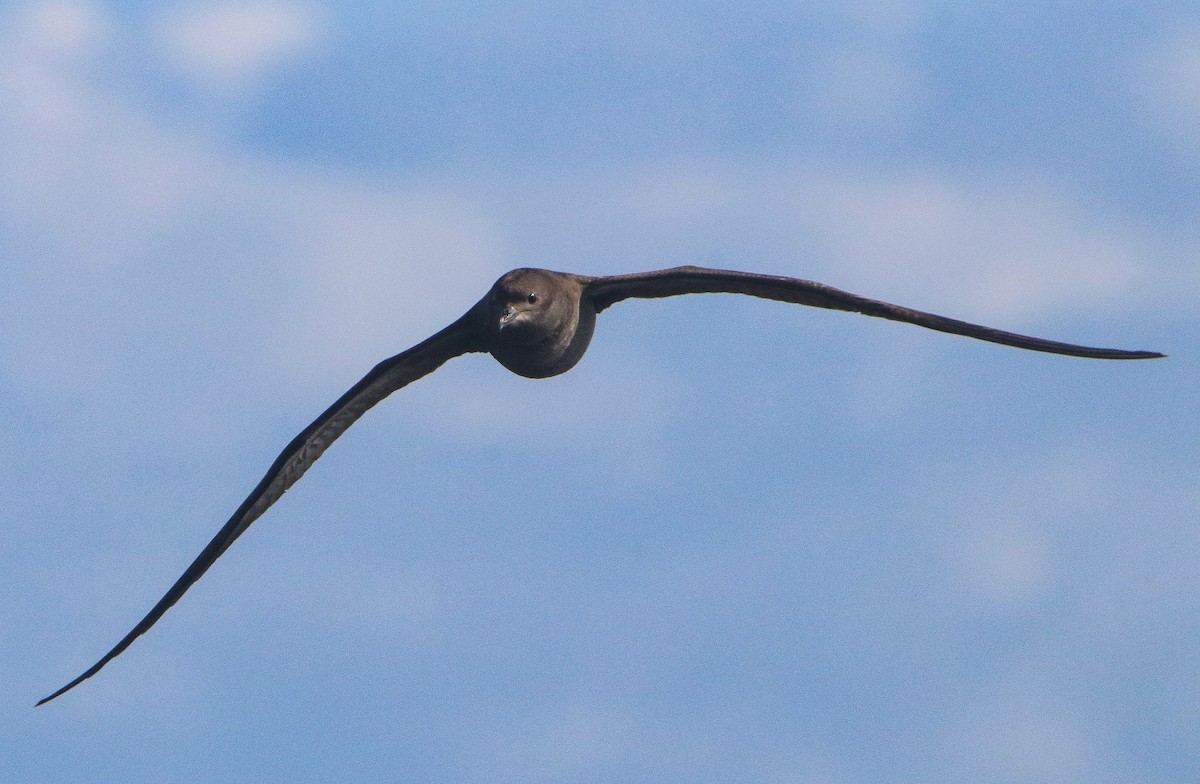 Short-tailed Shearwater - ML646806759
