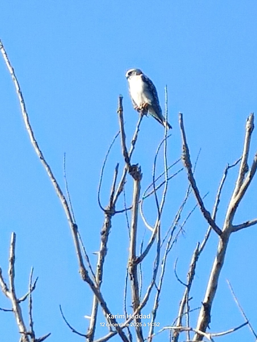 luněc šedý - ML646806766