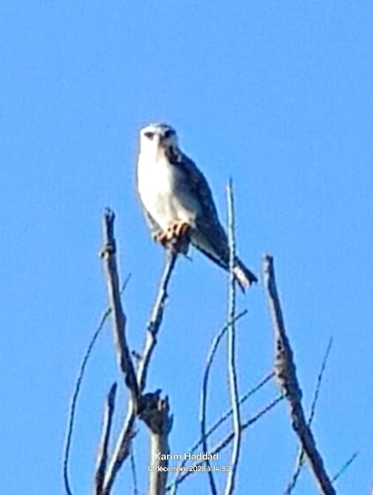 luněc šedý - ML646806767