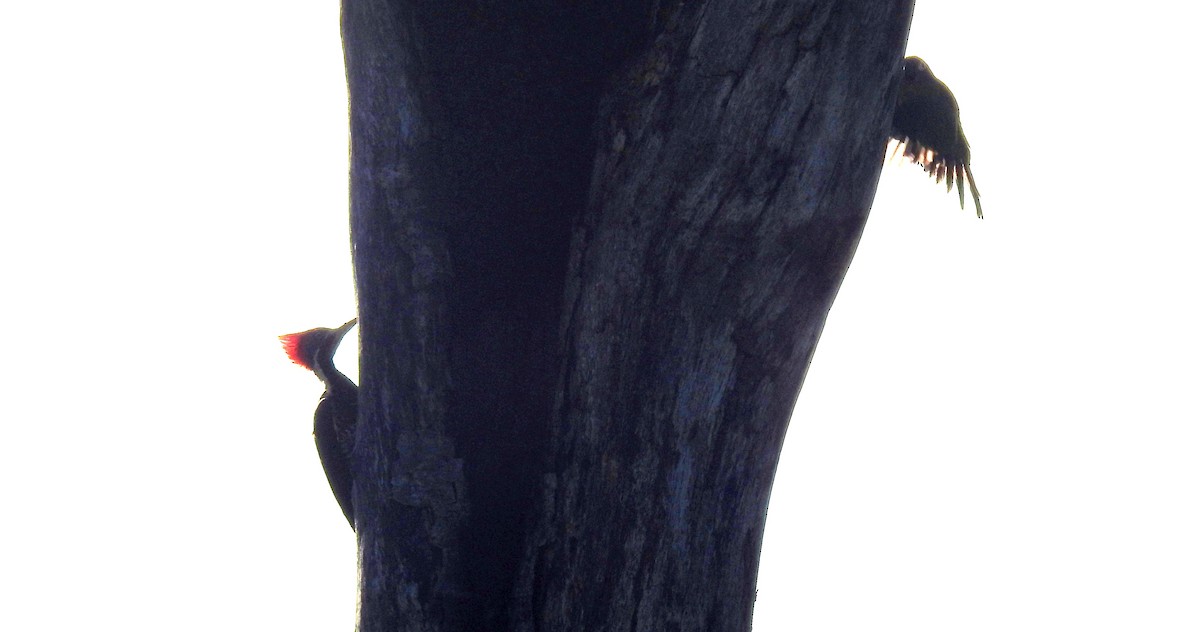 stripesvartspett - ML646806768