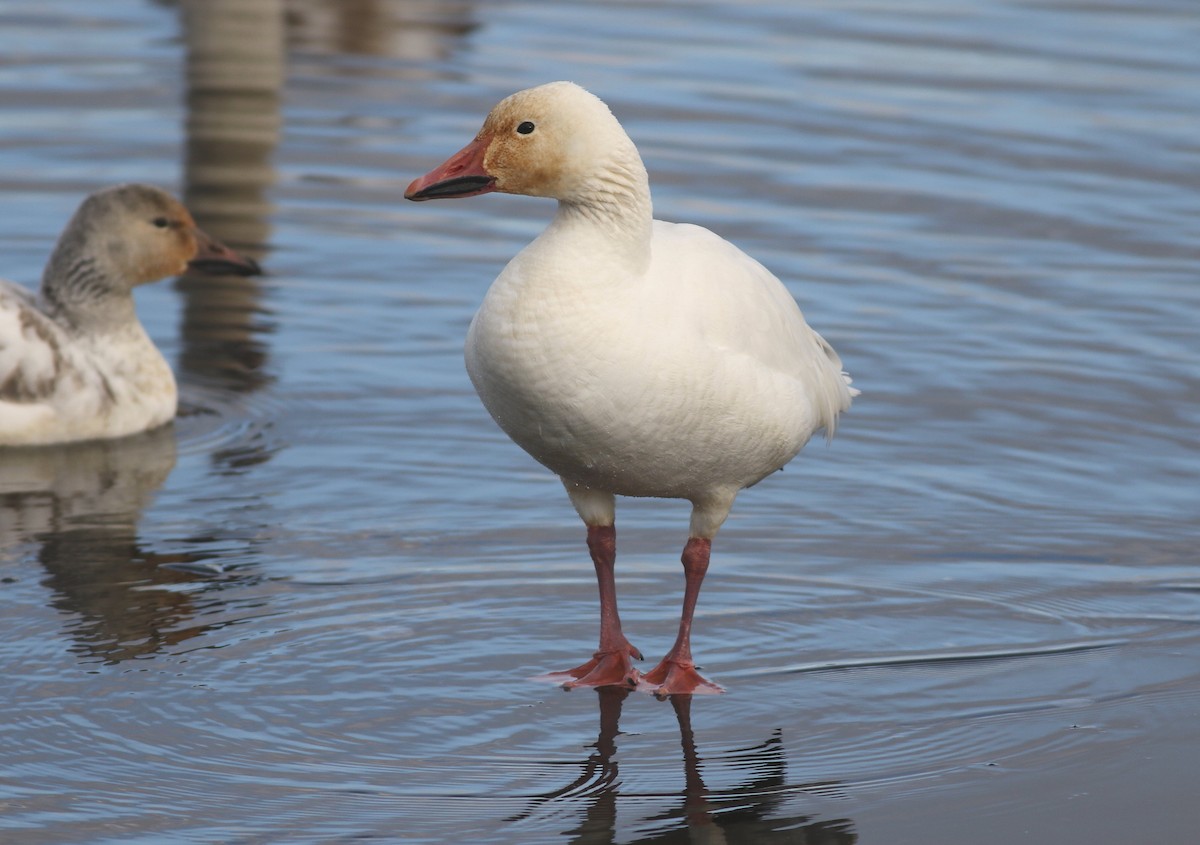 Schneegans - ML646806772