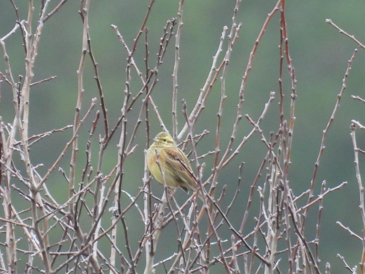 גיבתון צהוב - ML646806773