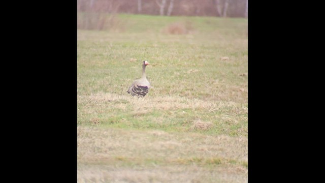 Greater White-fronted Goose - ML646806775