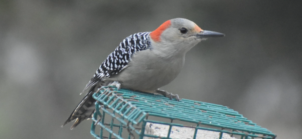 Carpintero de Carolina - ML646806776