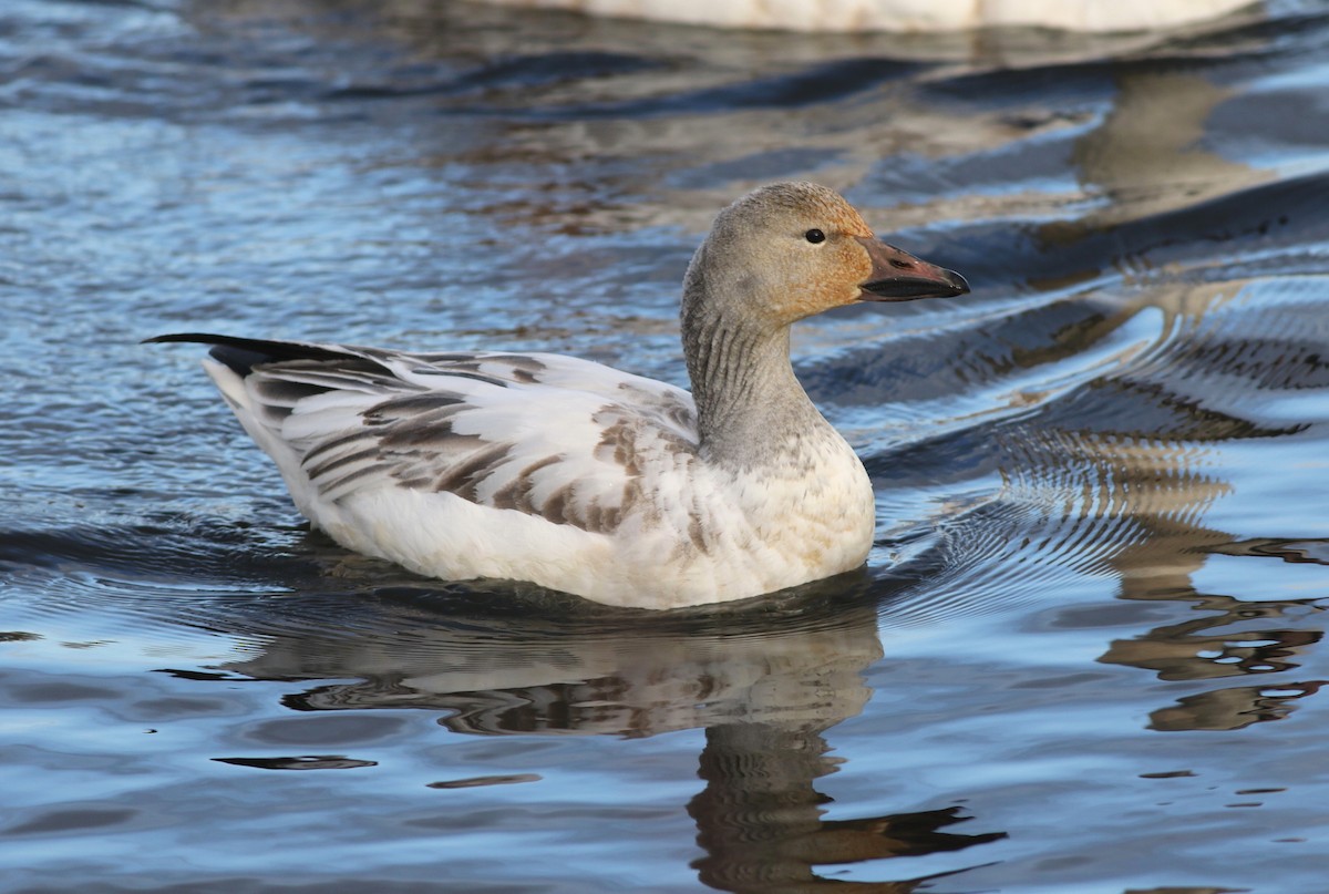 Schneegans - ML646806777