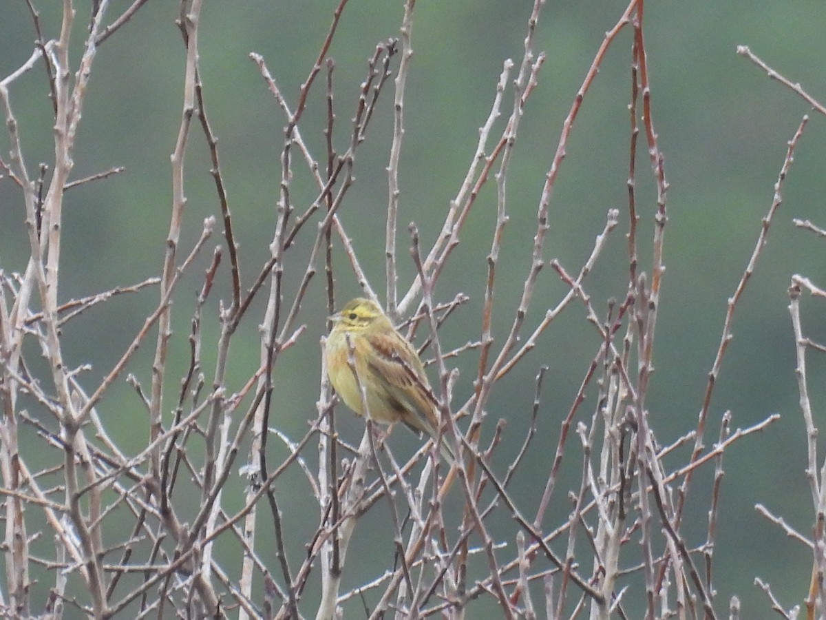 גיבתון צהוב - ML646806778