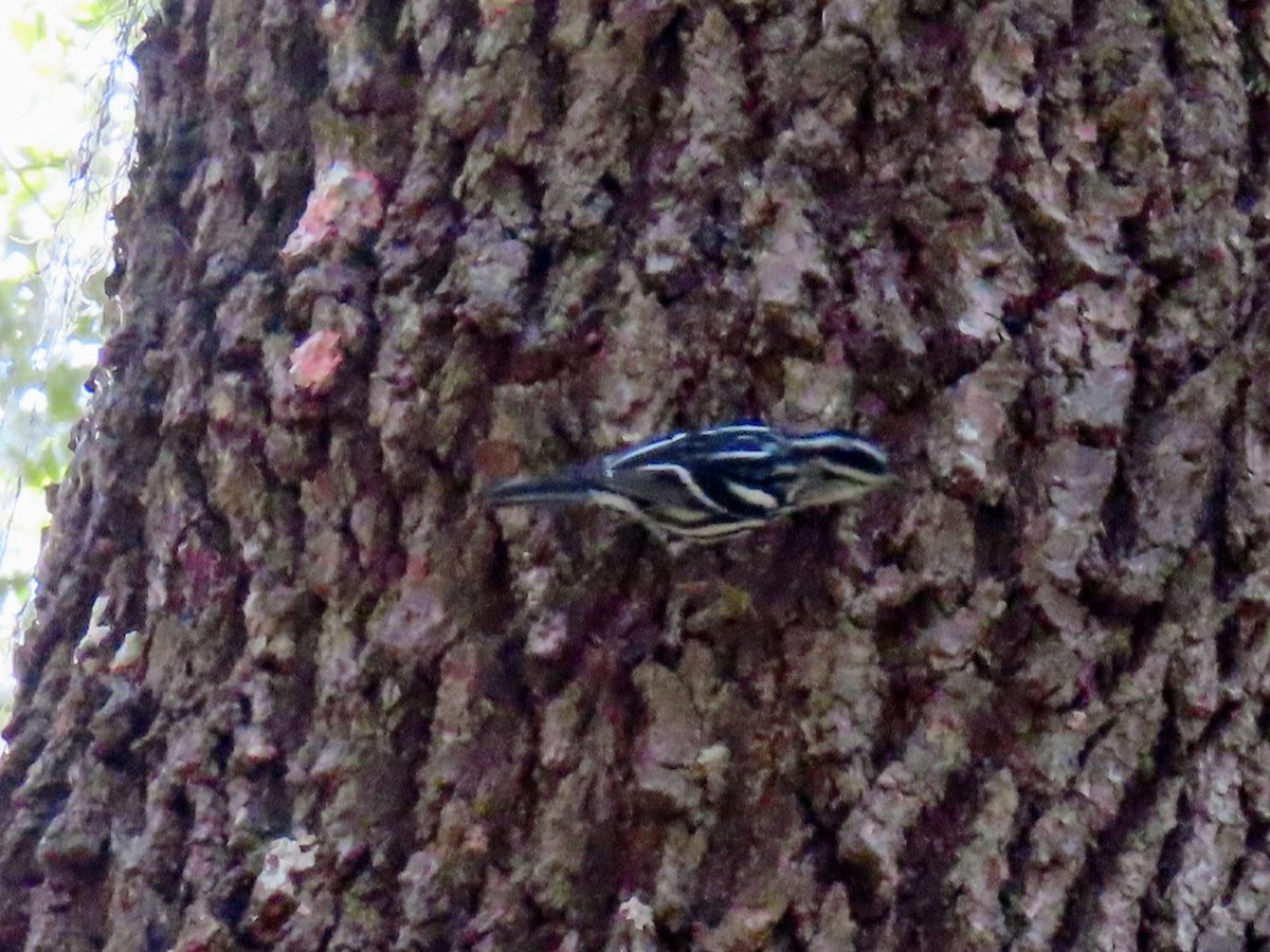 Black-and-white Warbler - ML646806780