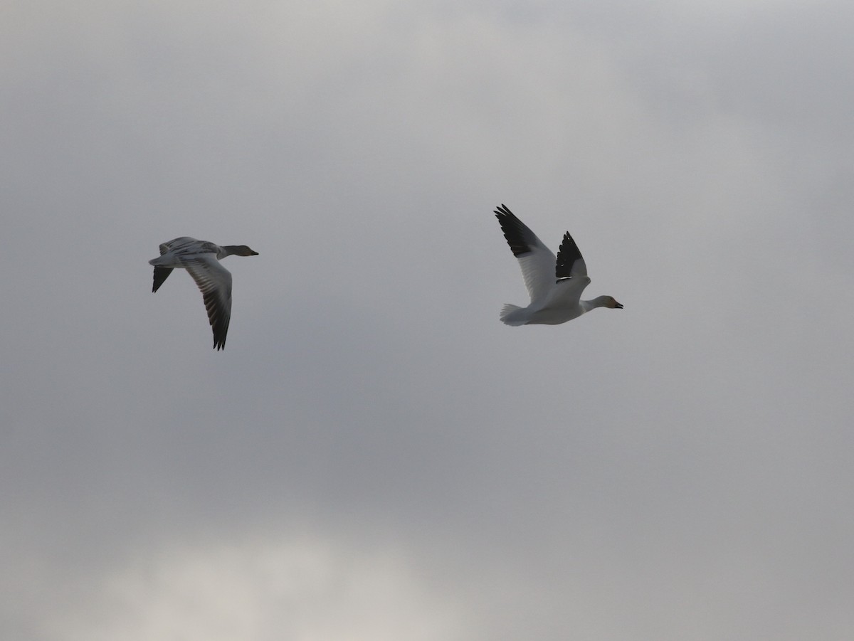 Schneegans - ML646806785