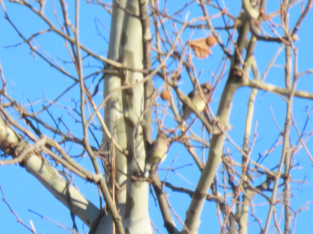 Cedar Waxwing - ML646806787