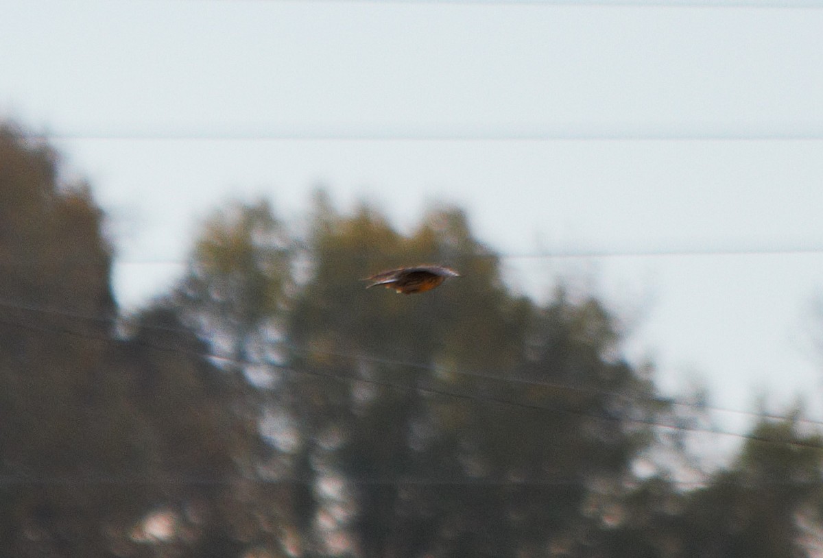 Eastern Meadowlark - ML646806790