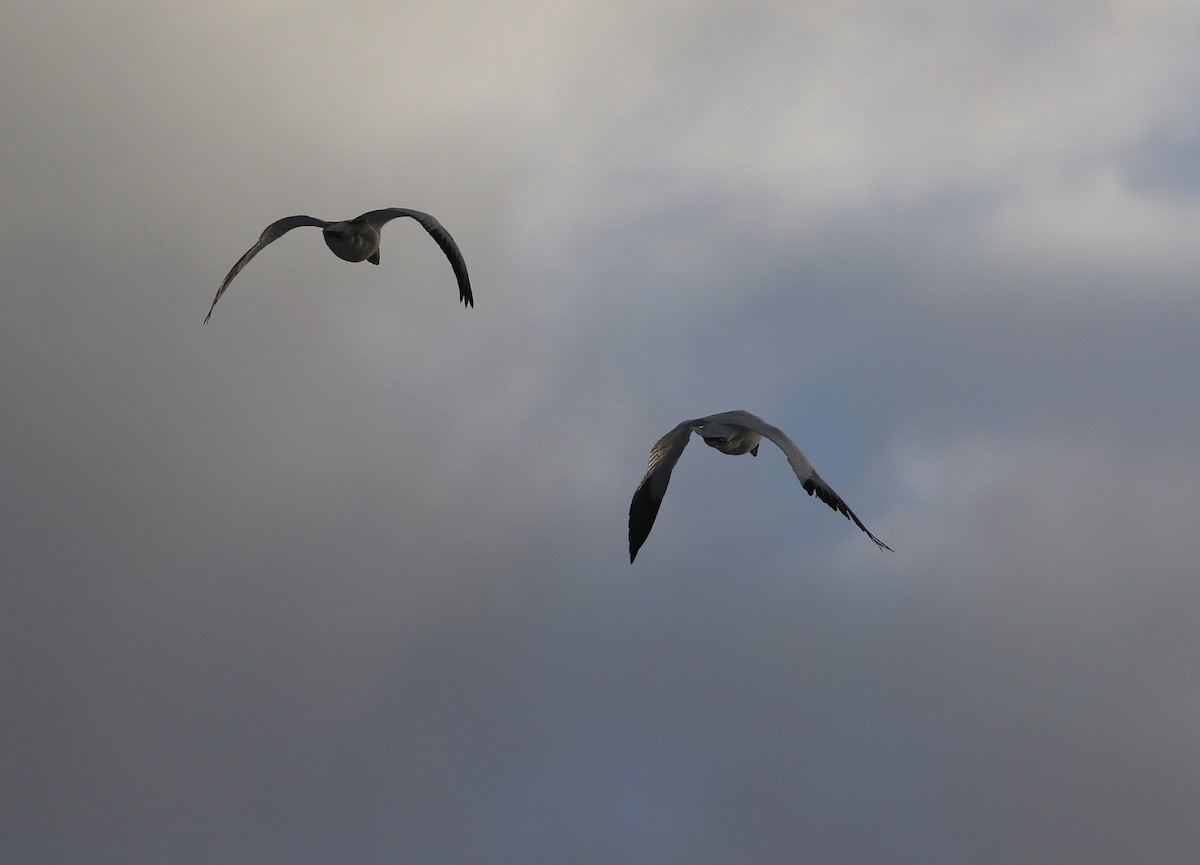 Schneegans - ML646806796