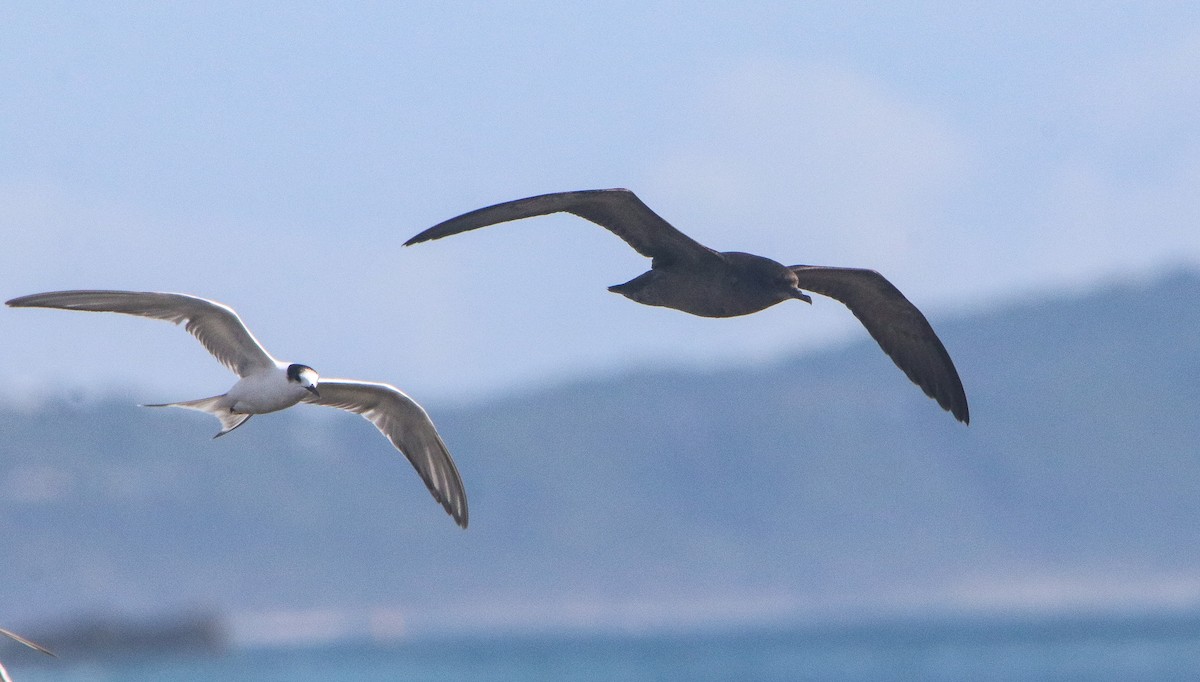 Short-tailed Shearwater - ML646806797