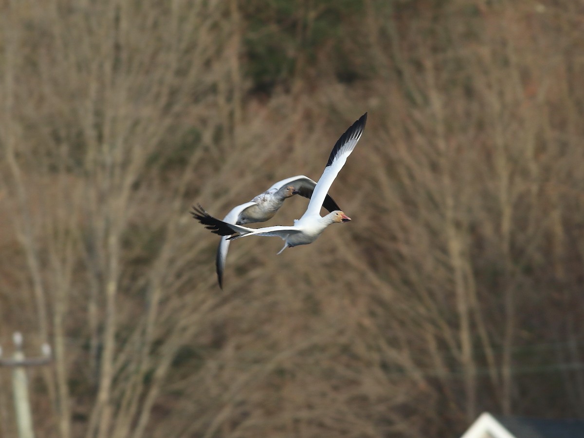 Schneegans - ML646806802