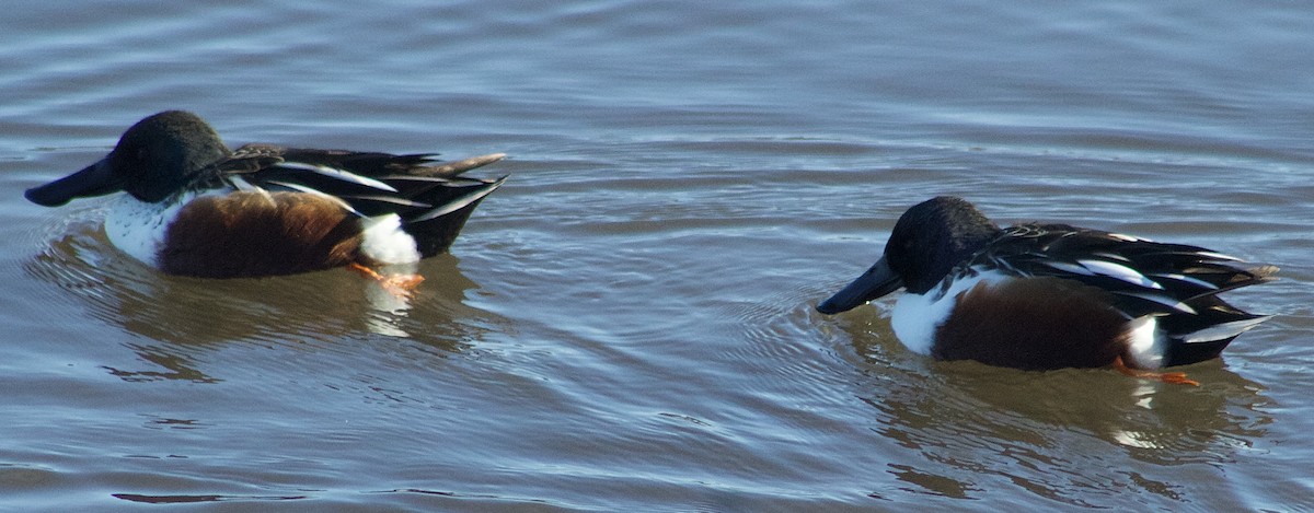 Широконіска північна - ML646806808