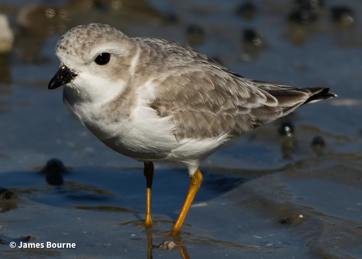 Piping Plover - ML646806810