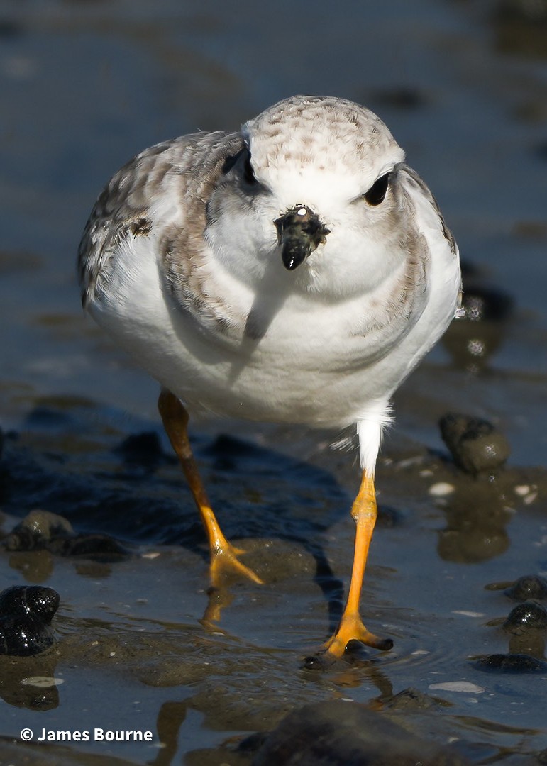 Piping Plover - ML646806811