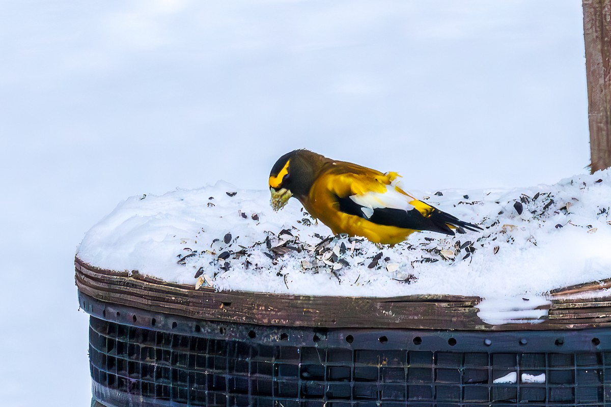 Evening Grosbeak - ML646806821