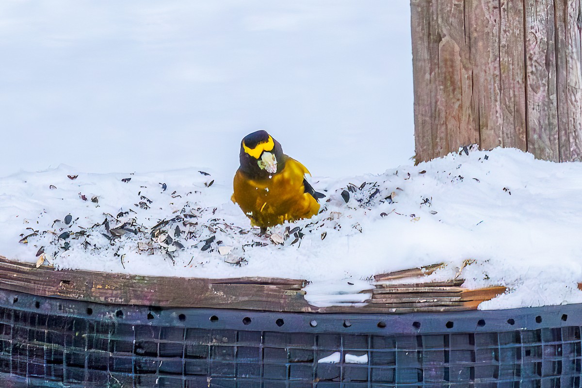 Evening Grosbeak - ML646806822