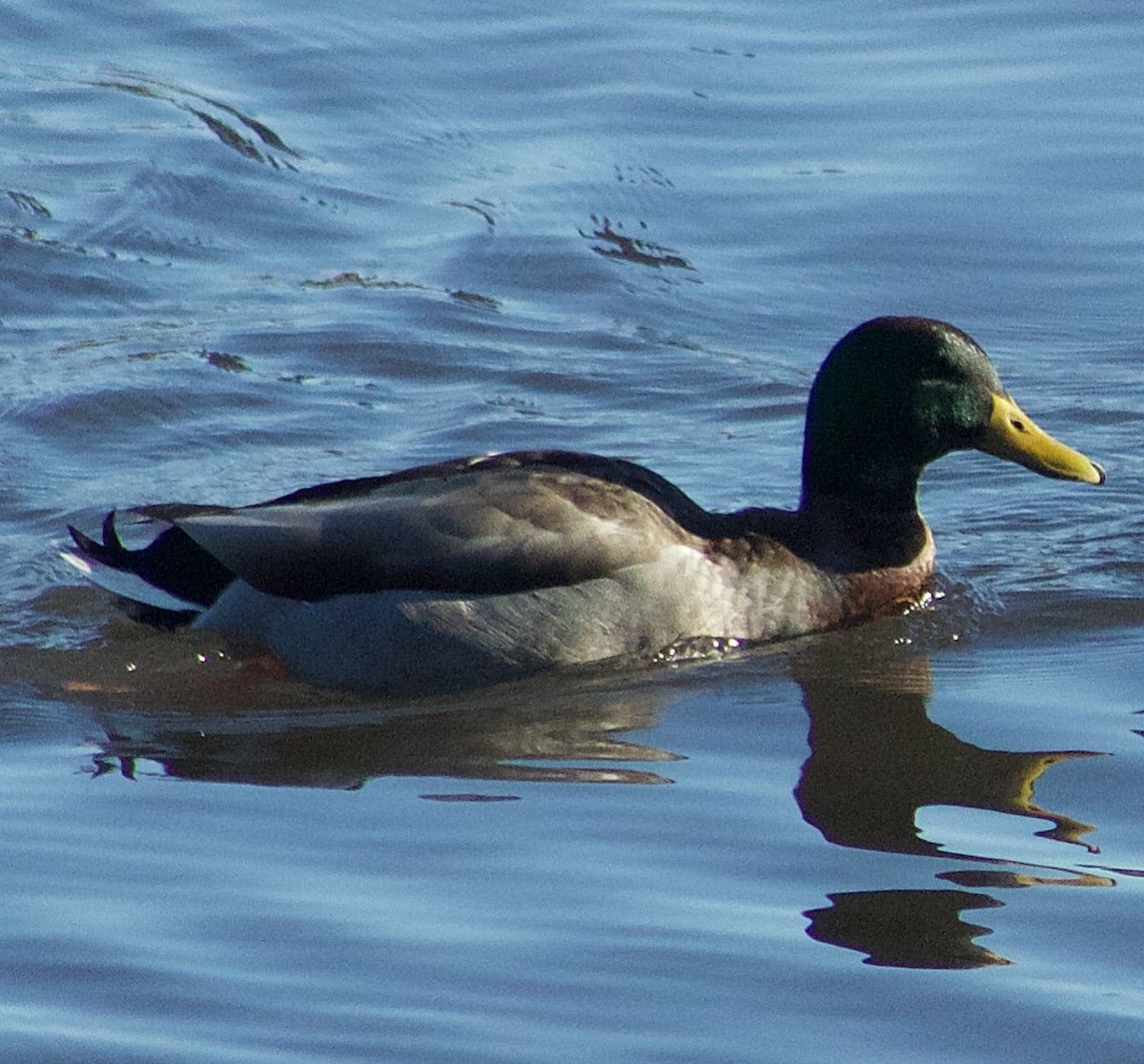 Крижень звичайний - ML646806823
