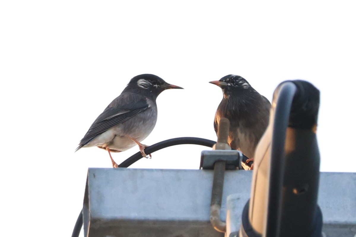 Шпак сірий - ML646806827