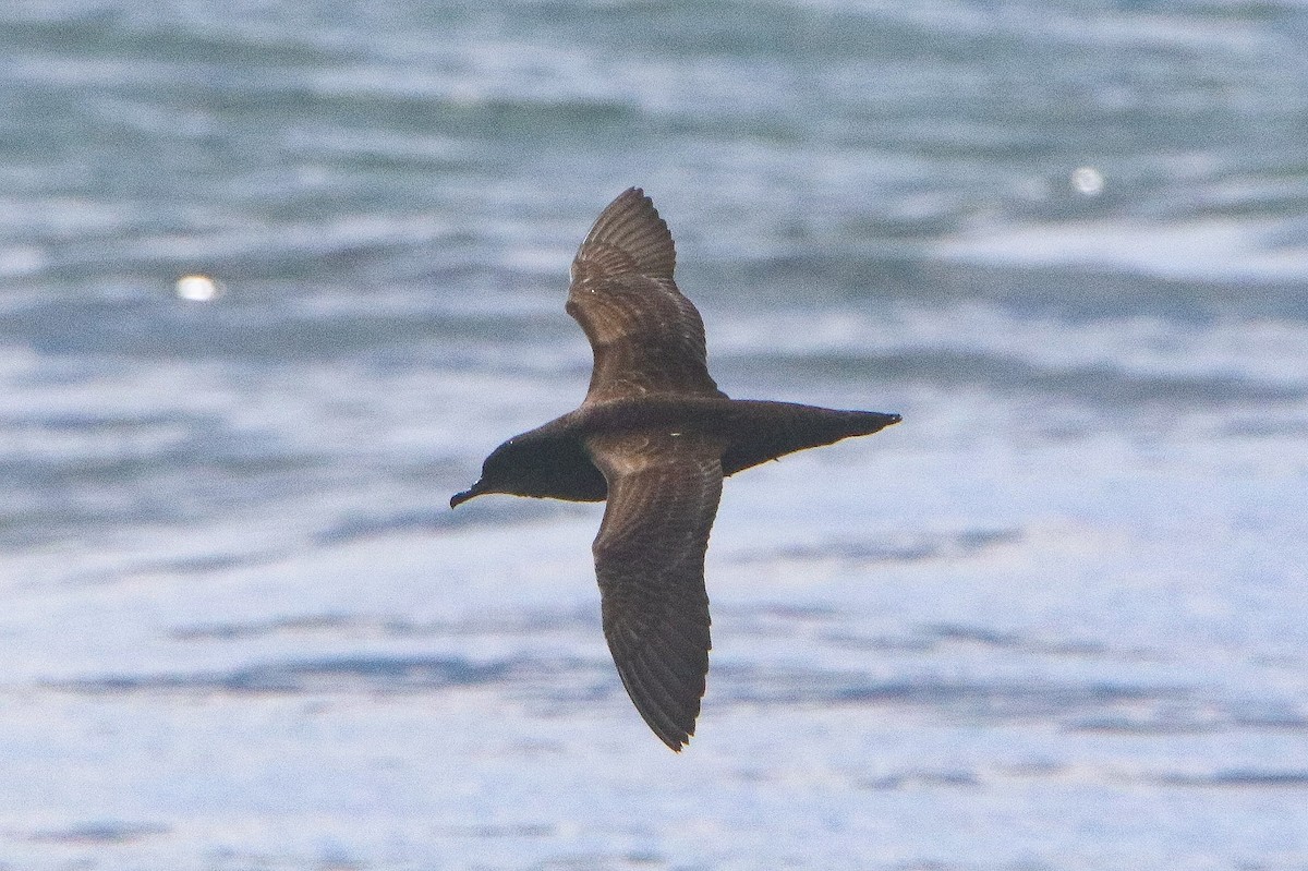 Short-tailed Shearwater - ML646806828