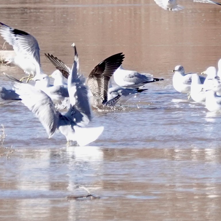 Zafferano - ML646806829