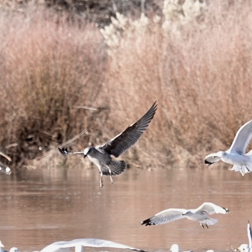 Zafferano - ML646806830