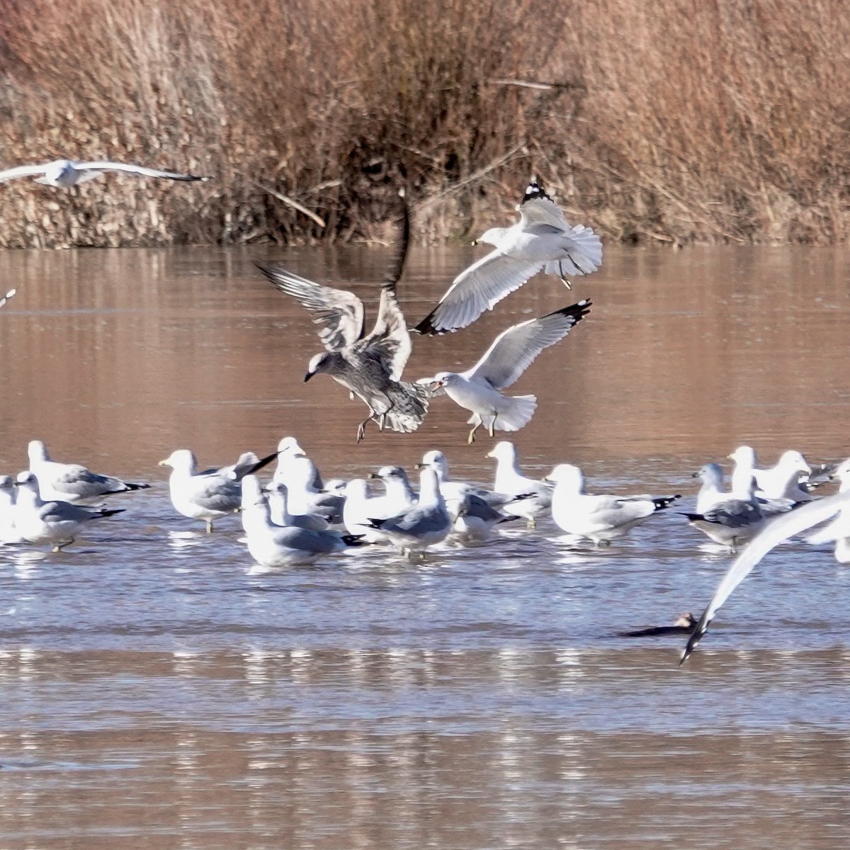 Zafferano - ML646806831