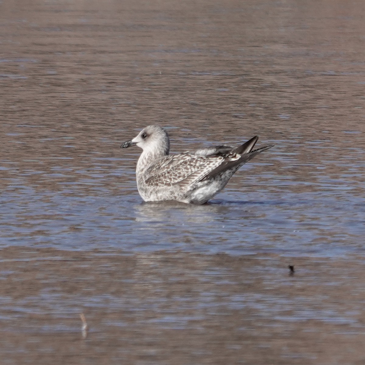 Zafferano - ML646806832