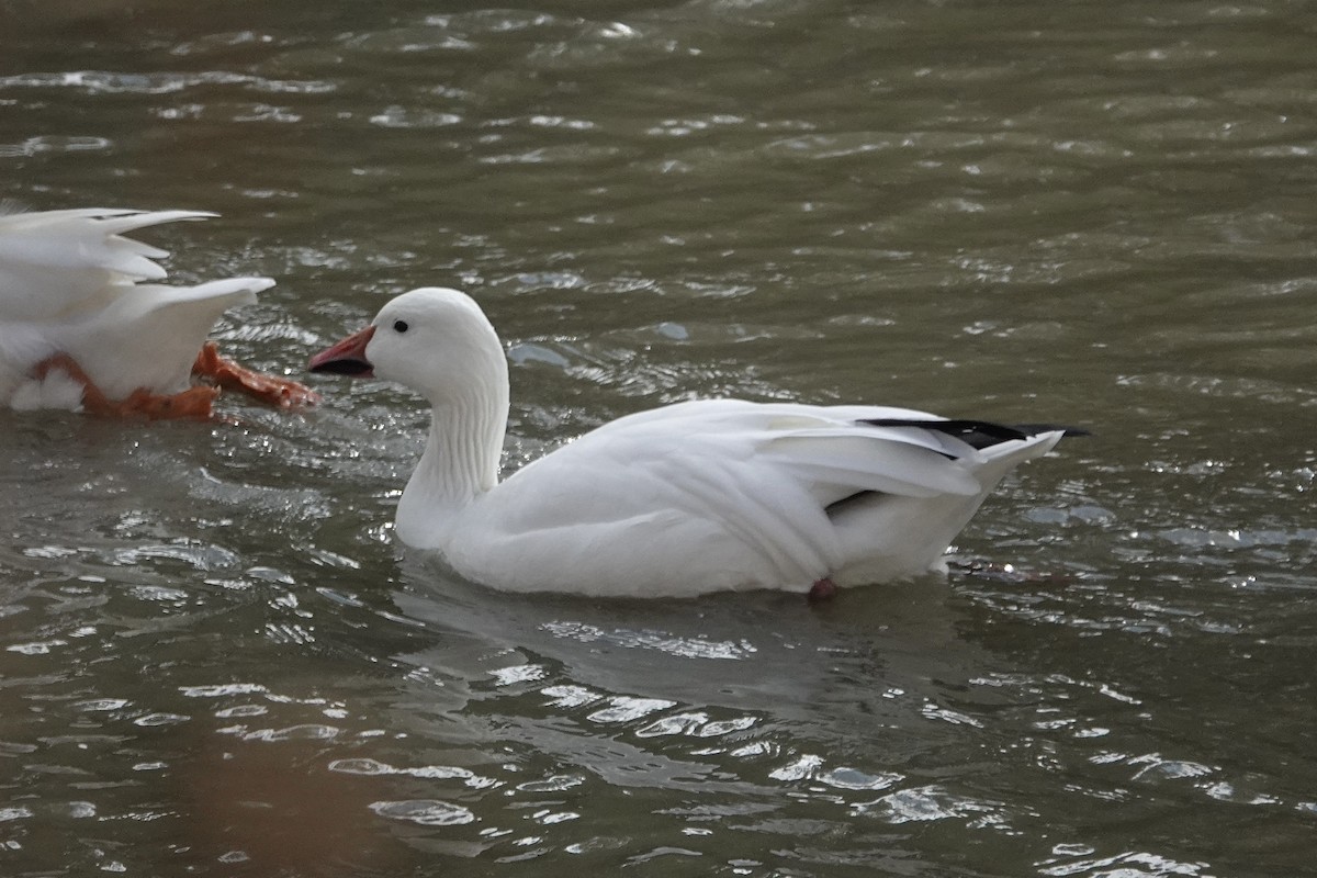 Snow Goose - ML646806833