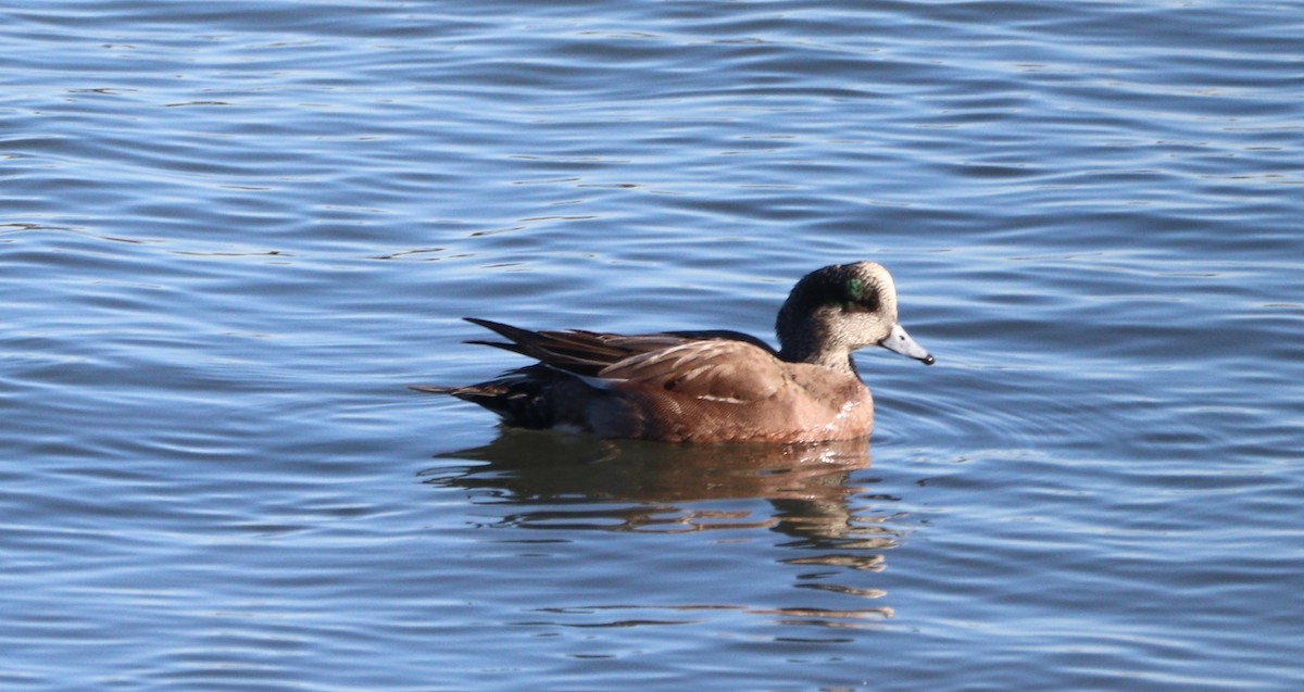 Silbón Americano - ML646806834