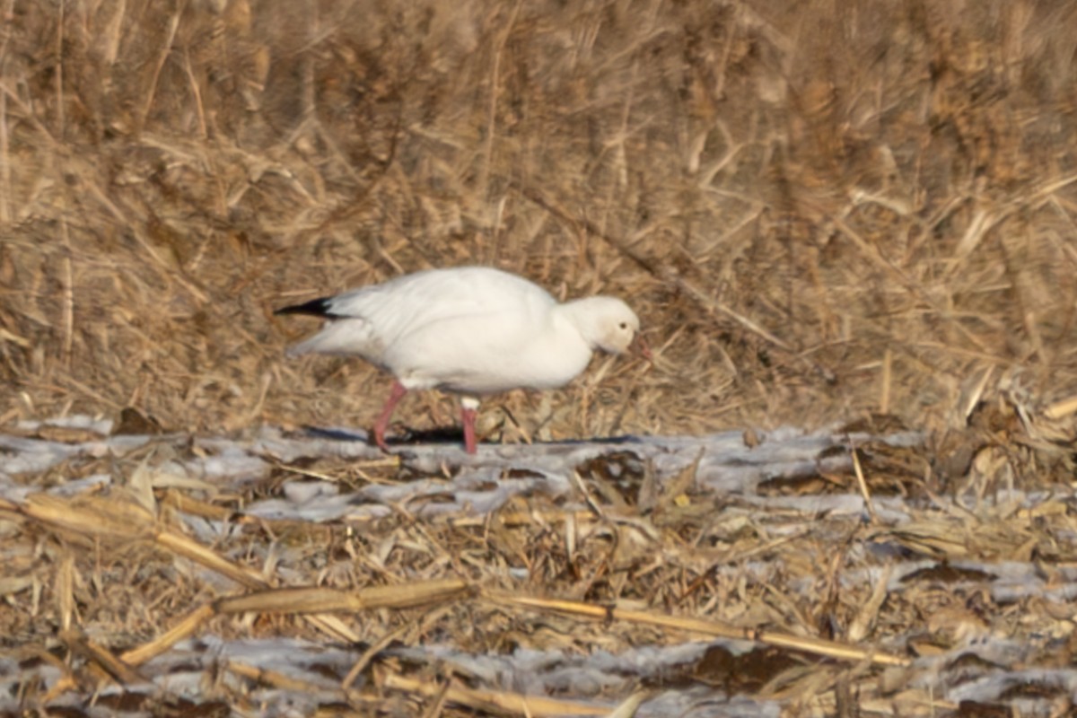 Ross's Goose - ML646806841