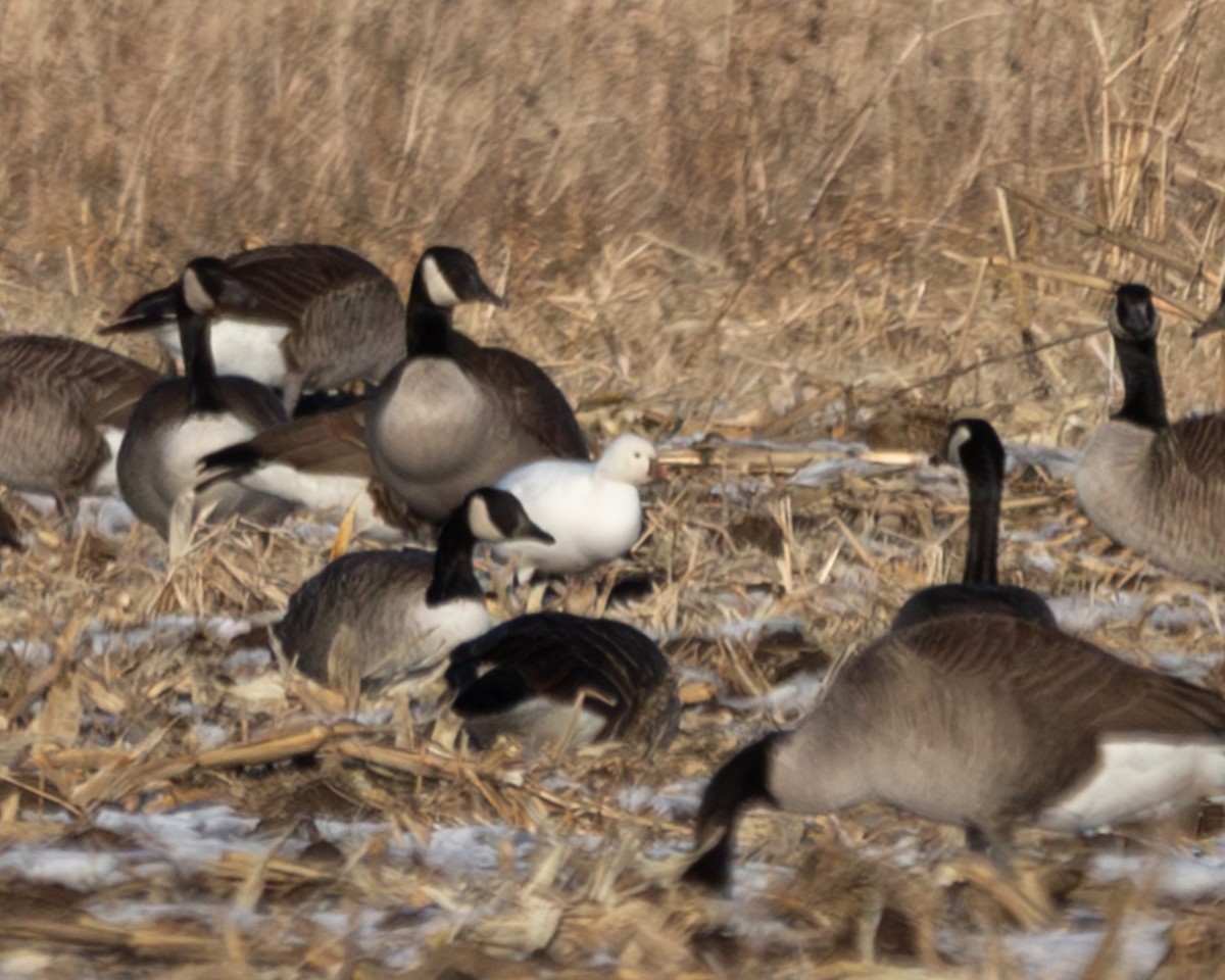 Ross's Goose - ML646806842