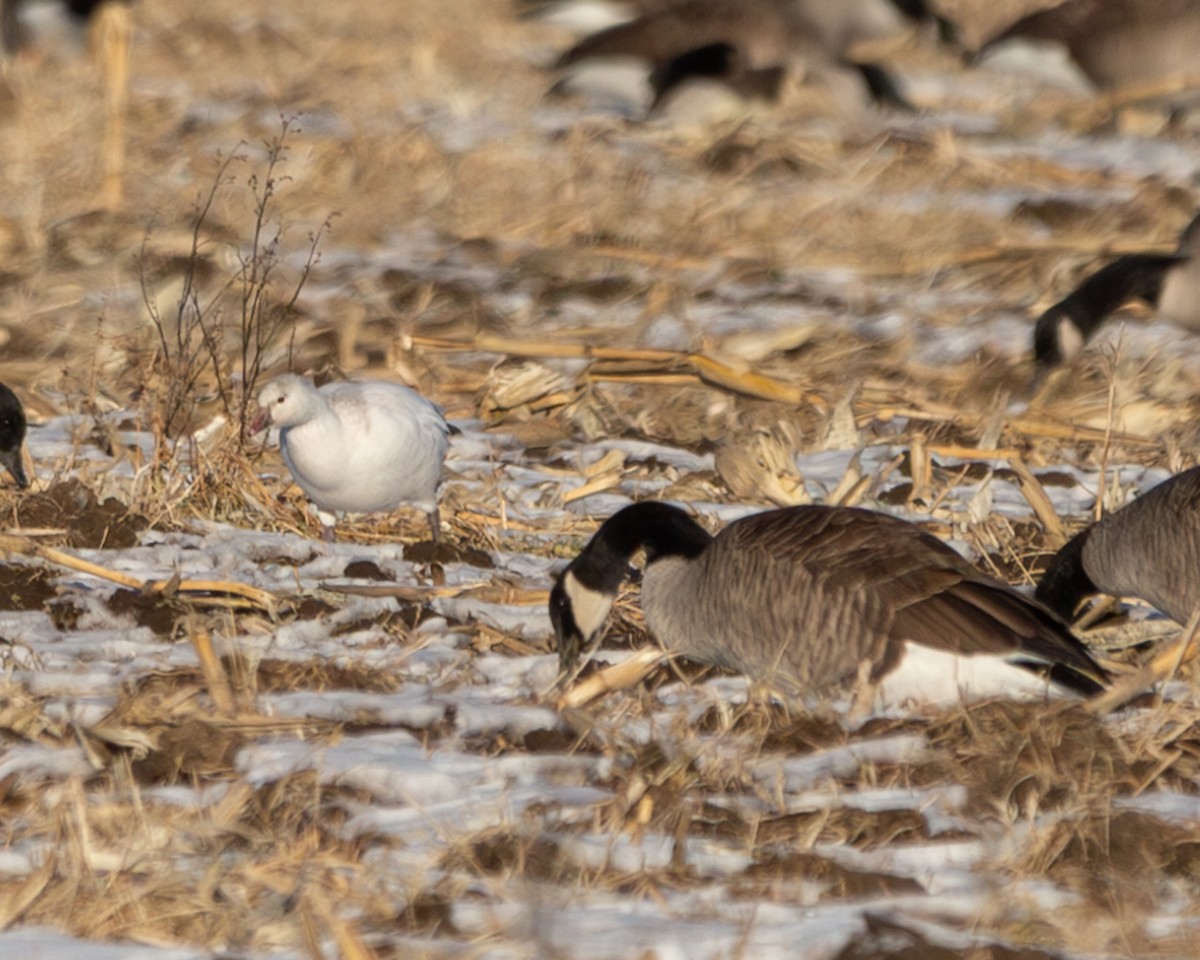 Ross's Goose - ML646806843