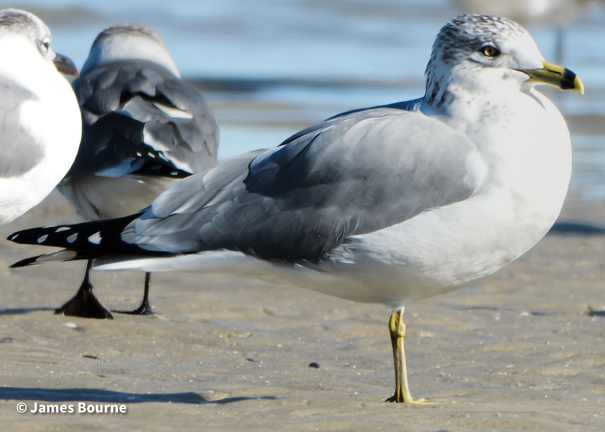 Delawareko kaioa - ML646806844