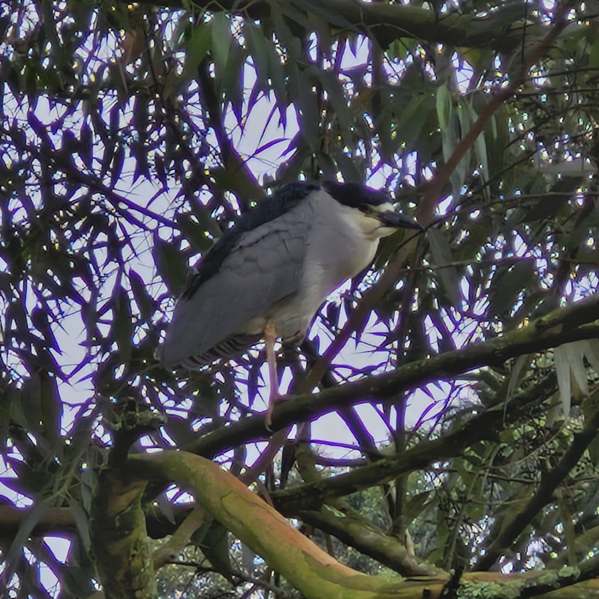 Black-crowned Night Heron - ML646806845