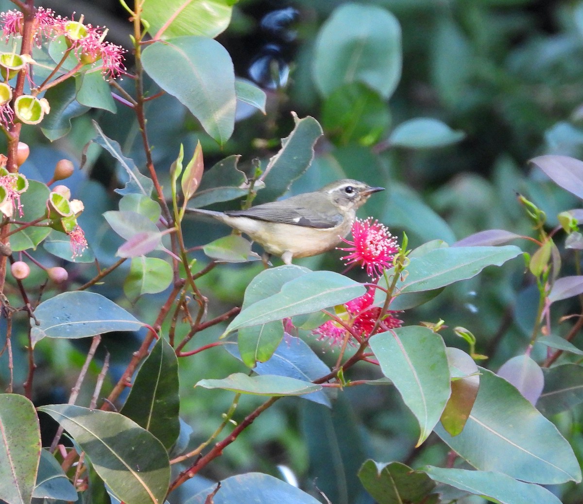 Пісняр-лісовик сизий - ML646806846