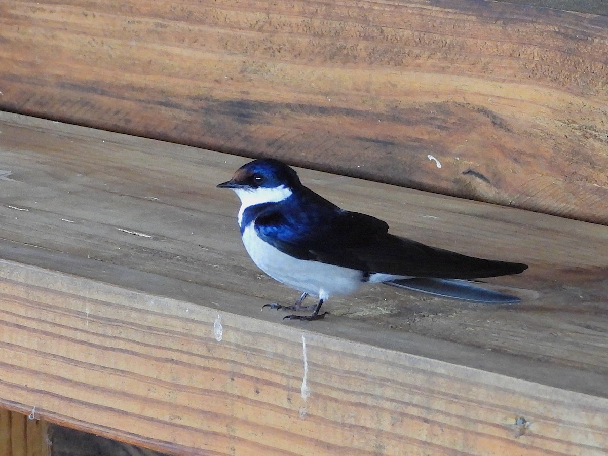 Белогорлая ласточка - ML646806847