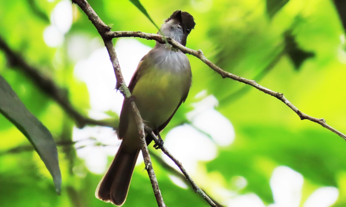 Dusky-capped Flycatcher - ML646806848
