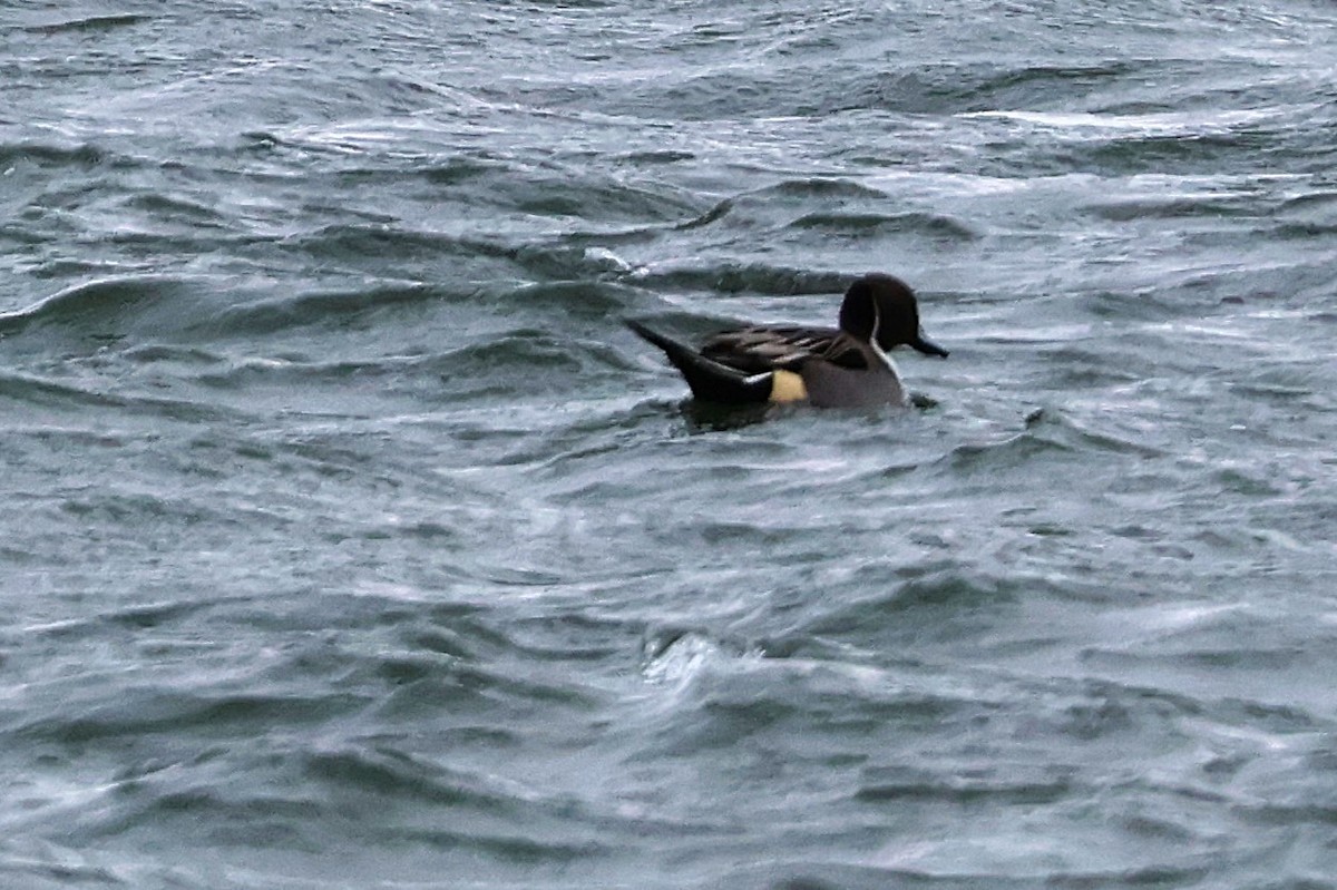Northern Pintail - ML646806857