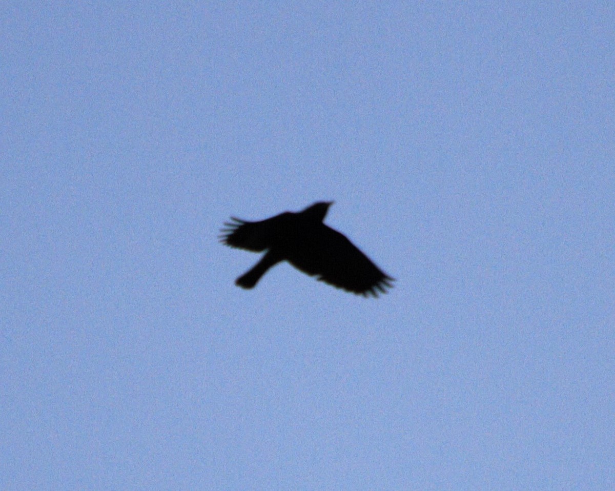 Red-winged Blackbird - ML646806859