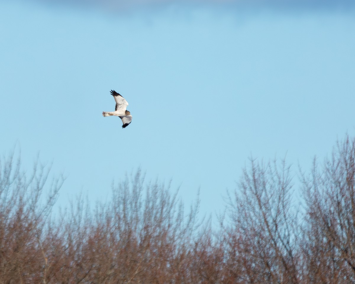 mørkmyrhauk - ML646806865