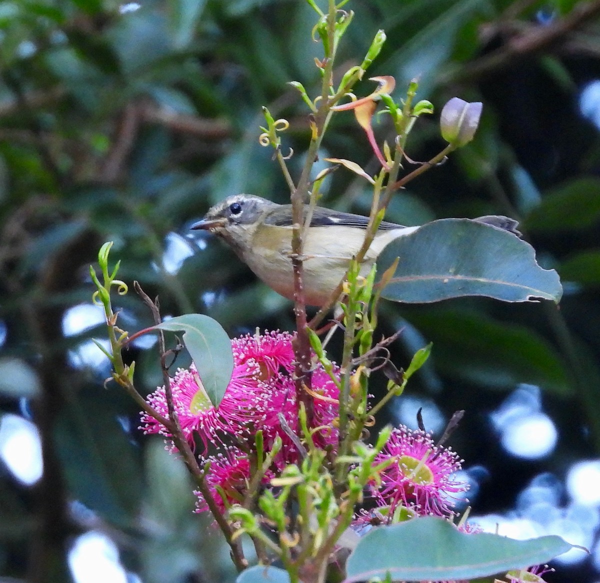 Пісняр-лісовик сизий - ML646806866