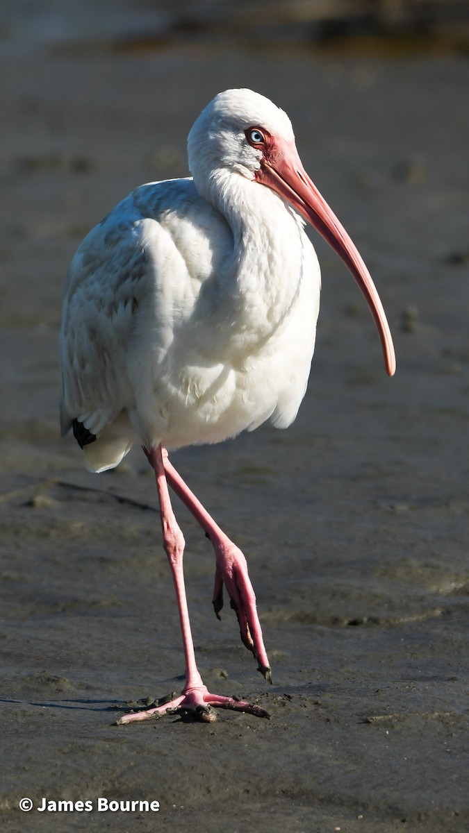 Ibis zuria - ML646806867
