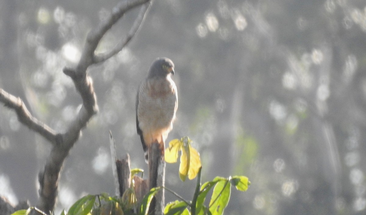 Roadside Hawk - ML646806868