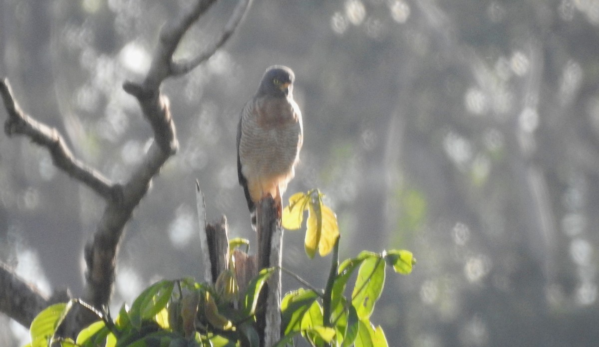 Roadside Hawk - ML646806869