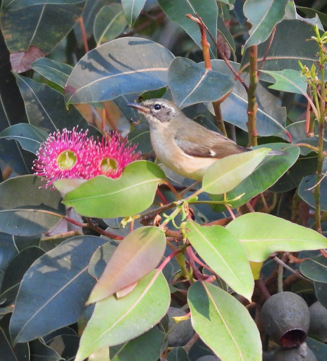 Пісняр-лісовик сизий - ML646806874