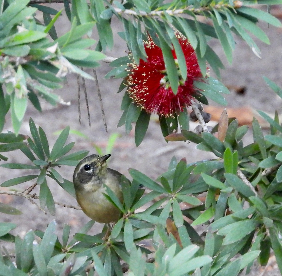 Пісняр-лісовик сизий - ML646806875