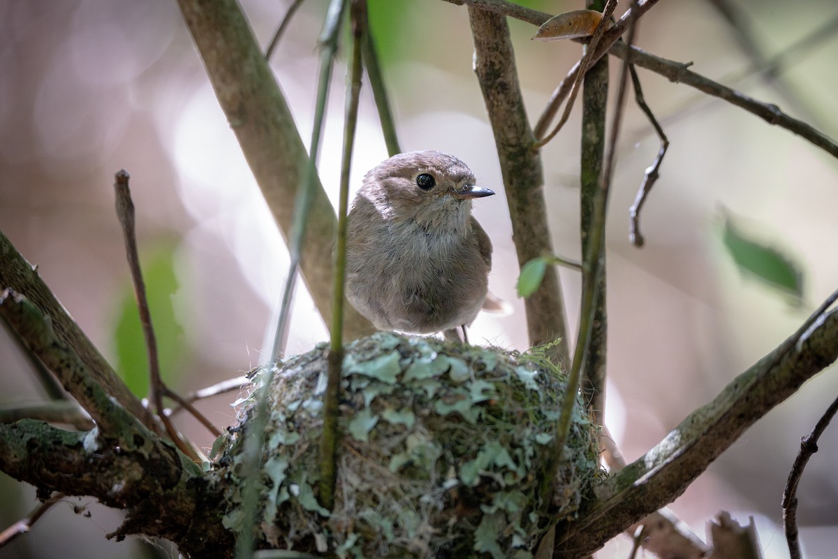 Pink Robin - ML646806876